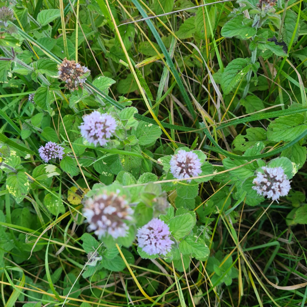 Water Mint Mentha aquatica garden seeds for growing an aromatic perennial herb.