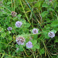 Water Mint Mentha aquatica garden seeds for growing an aromatic perennial herb.