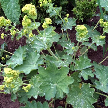 Organic Lady’s Mantle Alchemilla vulgaris garden seeds for growing a perennial ornamental plant.