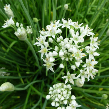 Garlic Chive Allium Tuberosum – Culinary Herb Seeds