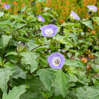 Shoo-Fly Plant Seeds – Nicandra physalodes Garden Planting Seeds