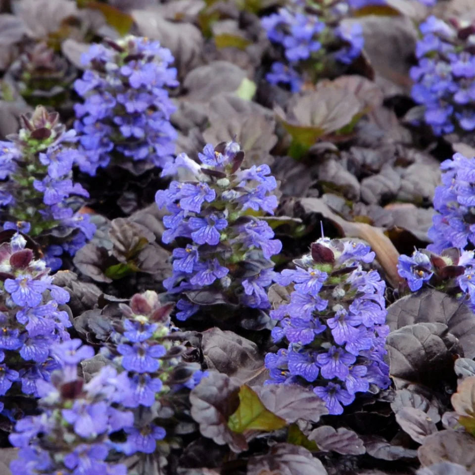 Blue Bugleweed Seeds for Planting – Heirloom, Non-GMO, Perennial, Easy to Grow Ground Cover