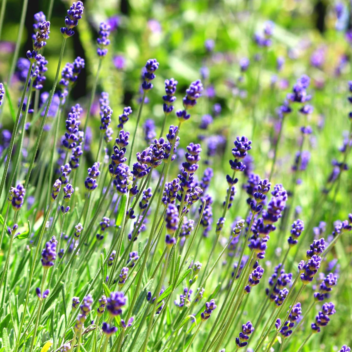 English Lavender Lavandula angustifolia plant with narrow aromatic leaves and purple flower spikes.