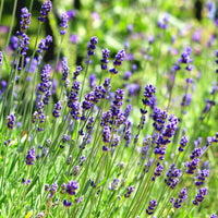 English Lavender perennial flower garden seeds for growing Lavandula angustifolia at home.