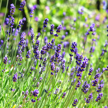 English Lavender perennial flower garden seeds for growing Lavandula angustifolia at home.