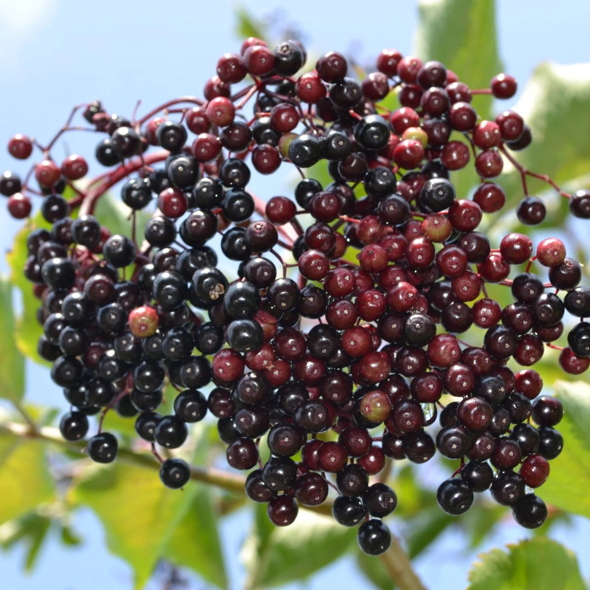 Elderberry, American Black Sambucus canadensis
