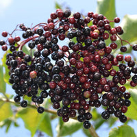 American Black Elderberry (Sambucus canadensis) fruit-bearing shrub with clusters of dark purple-black berries, creamy-white flowers, and pinnately compound green leaves.