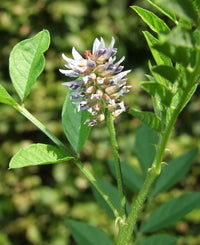 Licorice Glycyrrhiza Glabra – Perennial Herb Garden Seeds