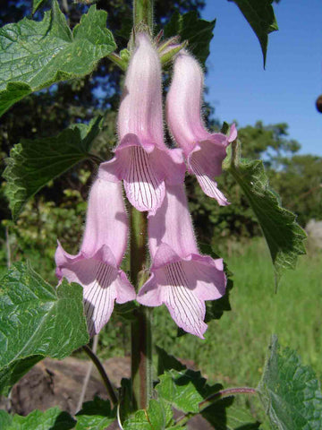 Organic Zimbabwe Foxglove (Ceratotheca triloba) ornamental flowering plant displaying upright hairy stems, broad three-lobed green leaves, and delicate lavender trumpet-shaped flowers with darker purple throat markings in a garden.
