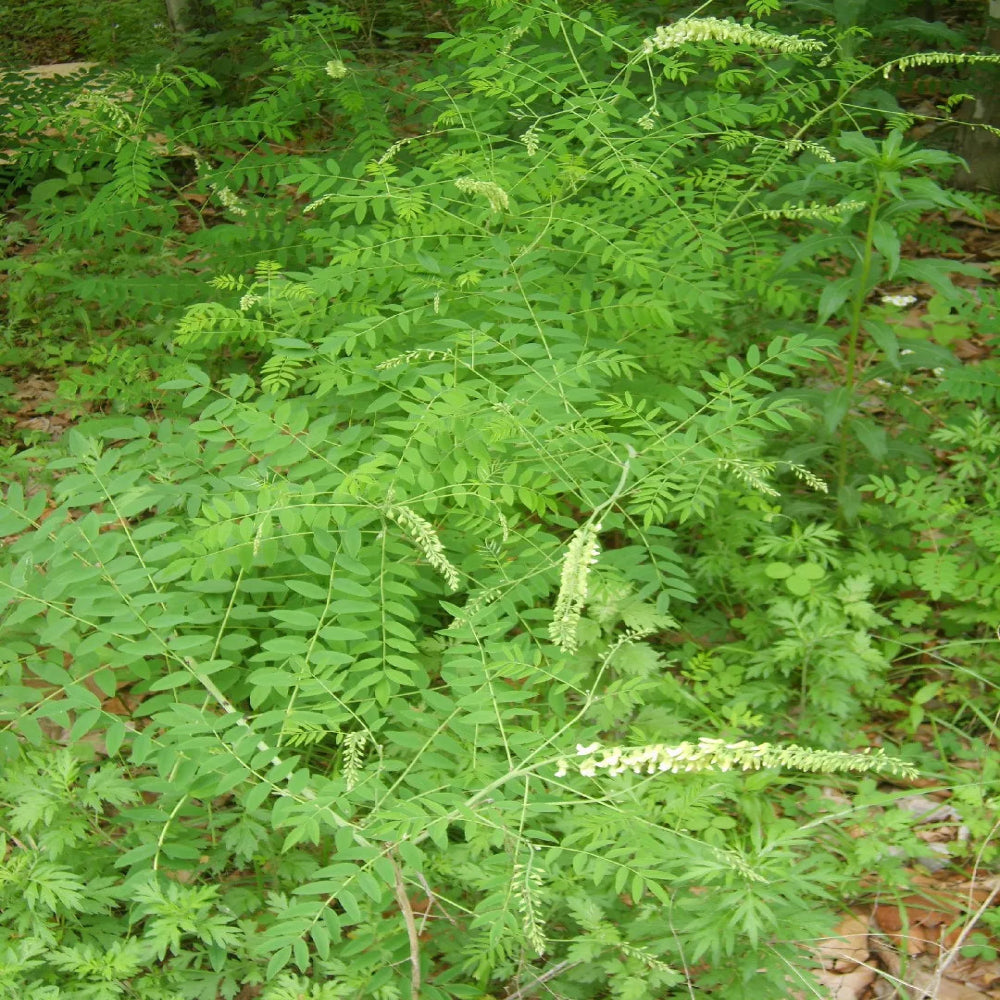 Ku Shen seeds, Sophora flavescens perennial herb plant seeds for garden cultivation