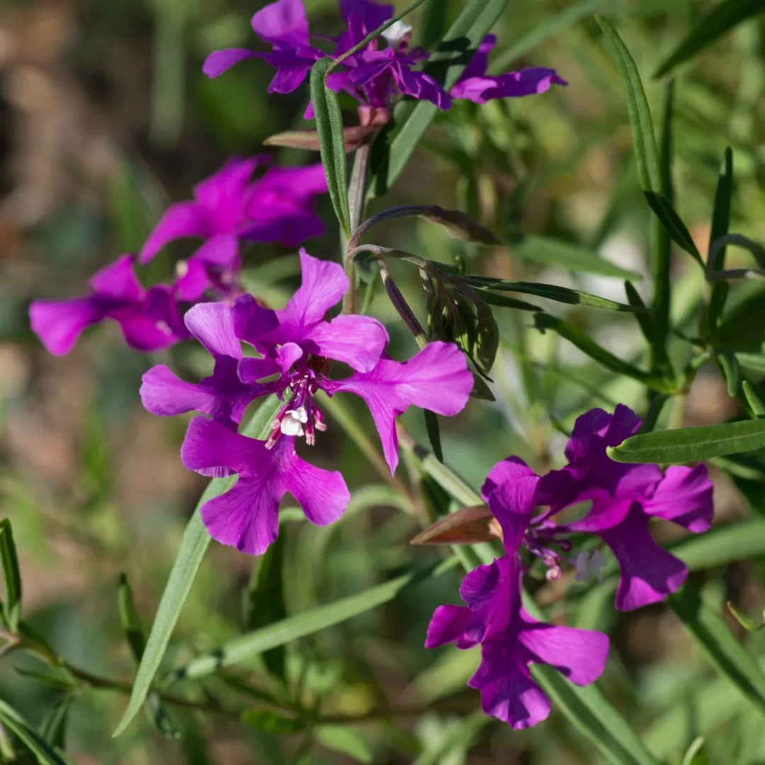 Deerhorn Clarkia – Colorful Wildflower Seeds