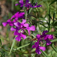 Deerhorn Clarkia – Colorful Wildflower Seeds