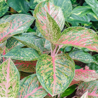 Aglaonema Harlequin Seeds Colorful Indoor Foliage Plant