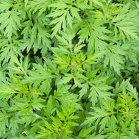 Common Mugwort Artemisia vulgaris plant with deeply divided green foliage