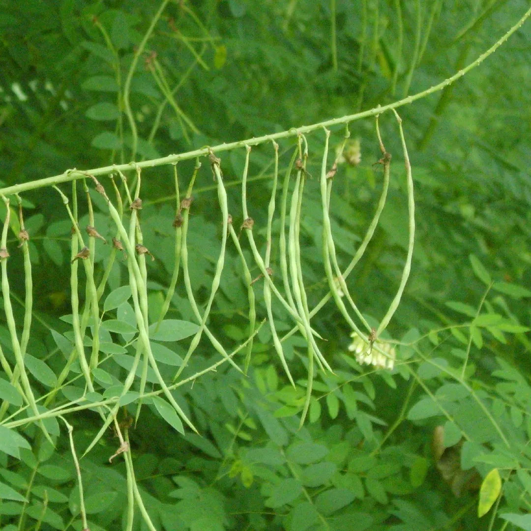 Ku Shen Herb Seeds – Sophora flavescens Seeds for Planting