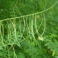 Ku Shen Herb Seeds – Sophora flavescens Seeds for Planting
