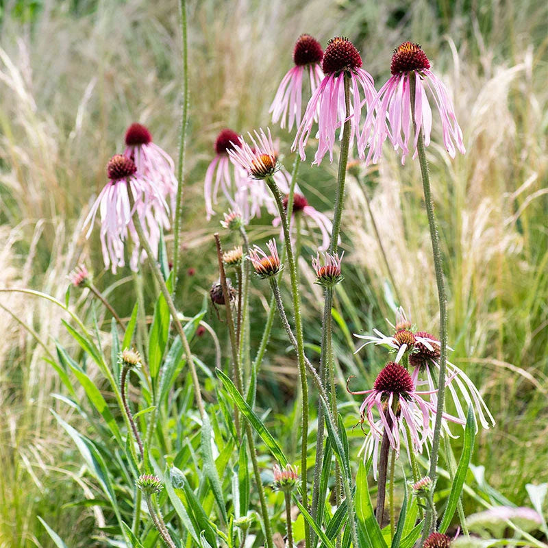 Organic Echinacea pallida Pale Purple Coneflower with long, drooping lavender-pink petals, raised reddish-brown flower cones, and narrow green foliage in a native wildflower garden.