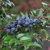 Evergreen Huckleberry Shrub Seeds – Vaccinium ovatum for Edible Landscape Gardens