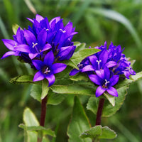 Bellflower Clustered Campanula Glomerata Acaulis – Hardy Garden Flower Seeds