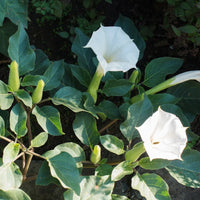 Toloache Datura Datura meteloides flower seeds for ornamental garden planting