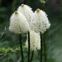 Bear Grass (Xerophyllum tenax) evergreen perennial plant with narrow green foliage and tall creamy-white flower clusters.