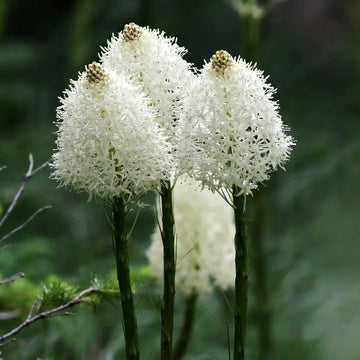 Bear Grass (Xerophyllum tenax) evergreen perennial plant with narrow green foliage and tall creamy-white flower clusters.