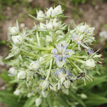 Mature Frasera speciosa Green Gentian with a tall flowering stem and clusters of spotted star-shaped flowers growing in a sunny wildflower meadow.
