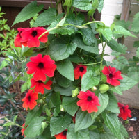 Thunbergia Alata ‘Red Beauty’ Seeds – Heirloom, Non-GMO, Climbing Annual Vine