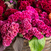 Cockscomb Celosia cristata plant with distinctive crested flowers and green foliage
