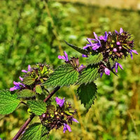 Black Horehound Ballota nigra flowering perennial with purple-pink tubular flowers, textured green leaves, and upright branching stems