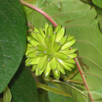 Happy Tree – Fruit Tree Seeds