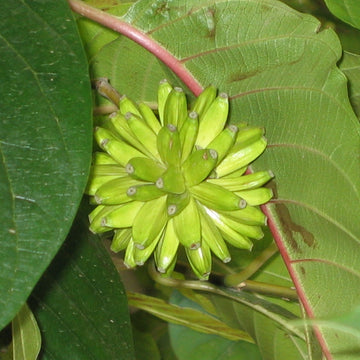 Happy Tree – Fruit Tree Seeds