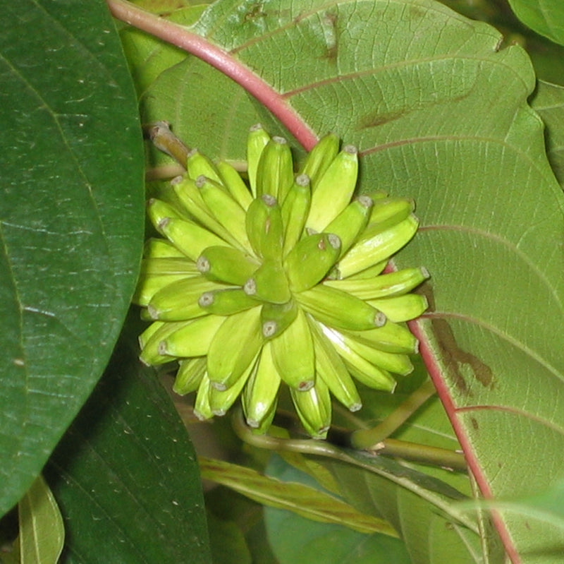 Happy Tree – Fruit Tree Seeds
