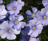 Wildflower Mix Cascade Mountain Tall – Perennial Garden Flower Seeds