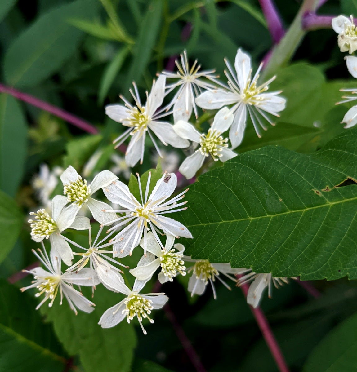 Flat Topped Aster – Perennial Wildflower Garden Seeds