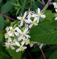 Flat Topped Aster – Perennial Wildflower Garden Seeds