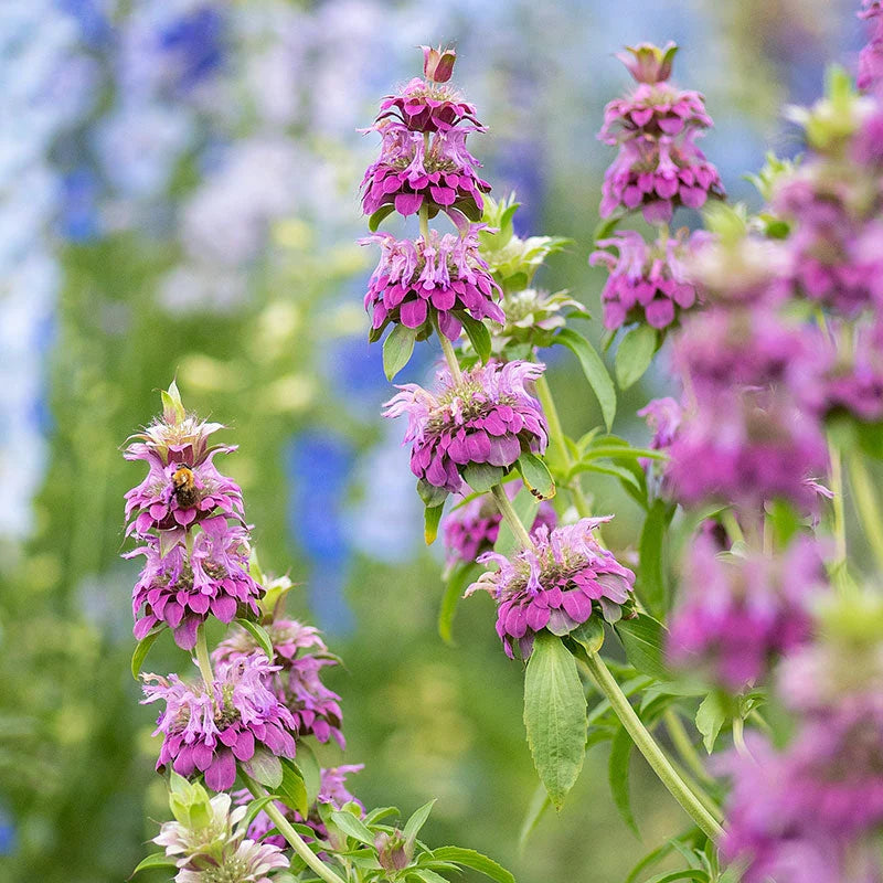Monarda citriodora flowering plant with narrow green leaves and layered blooms