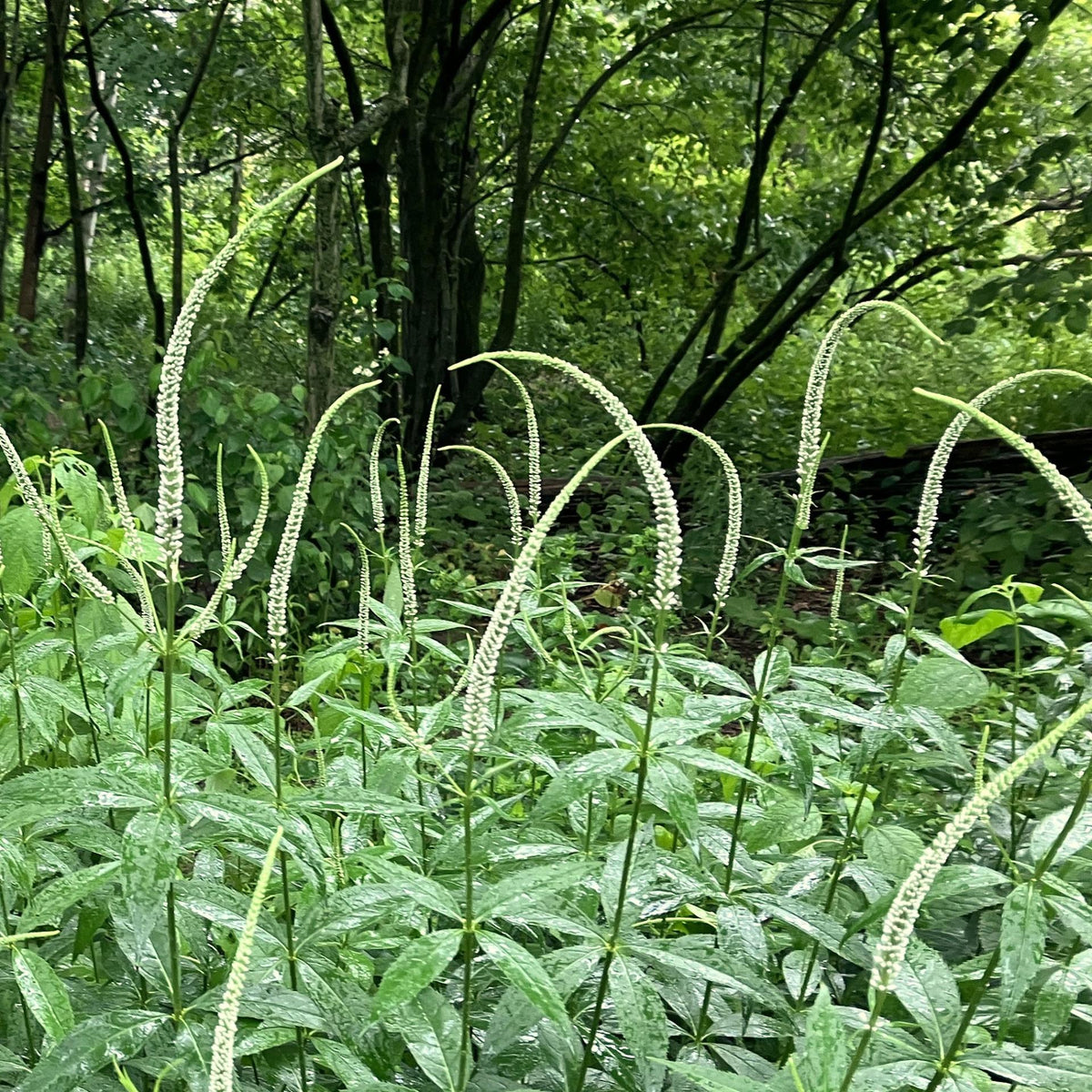 Veronicastrum virginicum Culver’s Root showing narrow green foliage and distinctive flowering stems.