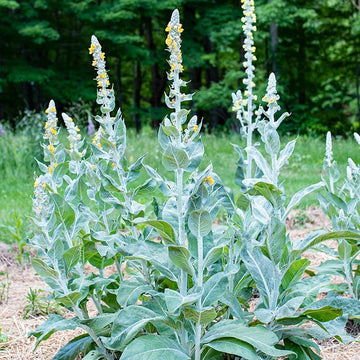 Organic Giant Silver Mullein Verbascum bombyciferum seeds for ornamental garden planting