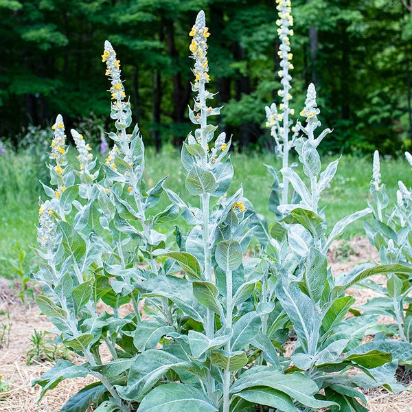 Organic Giant Silver Mullein Verbascum bombyciferum seeds for ornamental garden planting