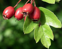 Crataegus monogyna Seeds – Wild Form Hawthorn Flowering Tree