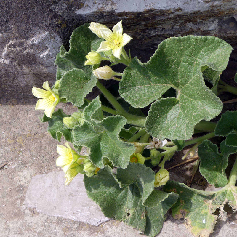 Squirting Cucumber Ecballium elaterium plant seeds for botanical gardening