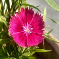 Sweet William – Colorful Wildflower Garden Seeds
