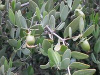 Jojoba Shrub Seeds – Simmondsia chinensis for Drought-Tolerant Landscaping