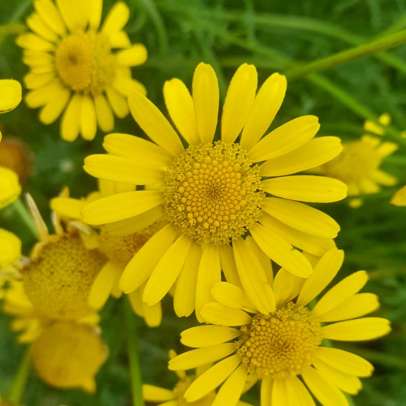 Dyer’s Chamomile garden plant seeds for growing Anthemis tinctoria flowering perennials