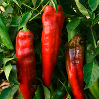Big Jim Pepper Planting Seeds – Capsicum annuum Garden Seeds