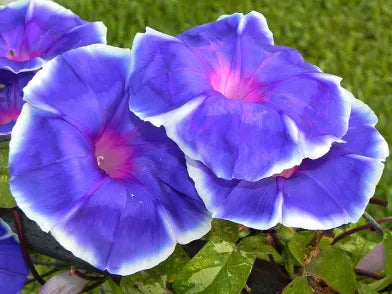 Bluji Fade Japanese – Garden Flower Seeds