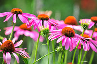 Narrowleaf Purple Coneflower ,Echinacea angustifolia Organic Flower Seeds for Garden Planting