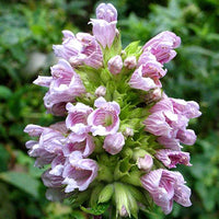 Balm of Gilead Cedronella canariensis Seeds for Ornamental Herb Gardens, Decorative Planting, and Outdoor Garden Landscapes