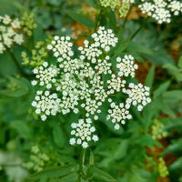 Skirret Herb Seeds – Sium sisarum Garden Plant